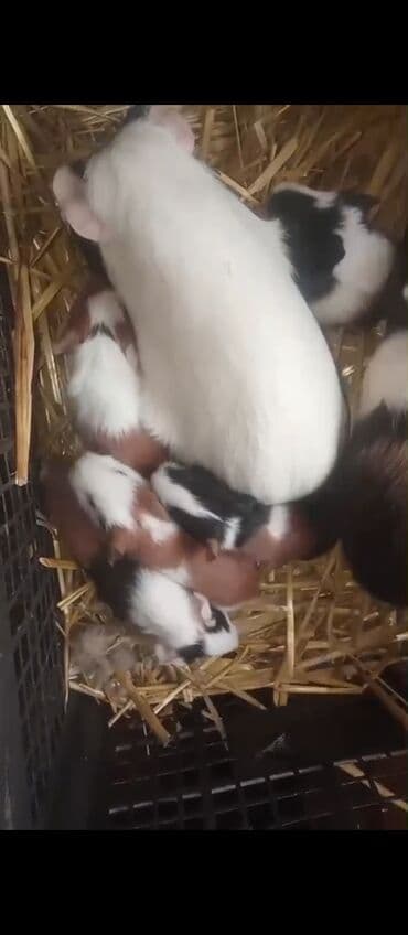 cins pisik cutlesdirme: 6dene var 3sade 15man 1ri 3dene razetka sort 20man cox alana endirim — 6