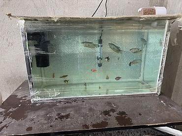 bakıda balıq satışı: Dördbucaq akvarium, Balıqlarla birlikdə, 80 l — 1