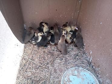 Muscovy ördək balaları (indoutka) – qarışıq rənglərdə cücələr. - Yaş