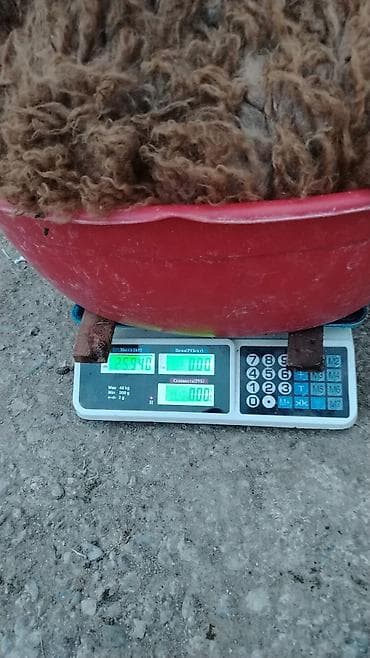 mal qoyun: Qoyunlar – yerli cins, qəhvəyi yunlu - Qrup şəkillərdə görünür: 3 baş — 4