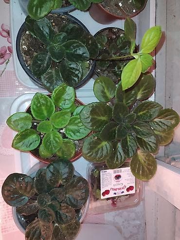 gozel gül sekilleri: BƏNÖVŞƏLƏR OTAQ BİTKİLƏRİ — 3