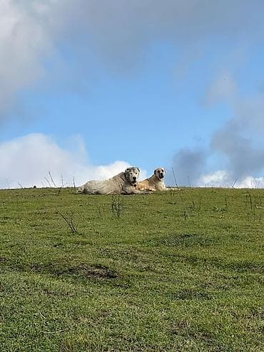 dana heyvan: Alabay, 3 ay, Erkek, Peyvəndli, Ünvandan götürmə — 3