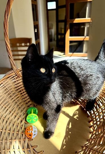 ev heyvan adlari: Dişi, Yaxşı əllərə — 5