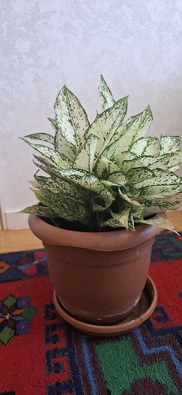 otaq studiya: Ağ-yaşıl xallı yarpaqları ilə dekorativ otaq bitkisi – Aglaonema — 2