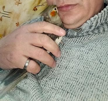 Птицы: Başlıq: 🌟 TAM ƏL QUŞU – Mehriban və Dişləməyən Dişi Korella ​Təsvir — 4