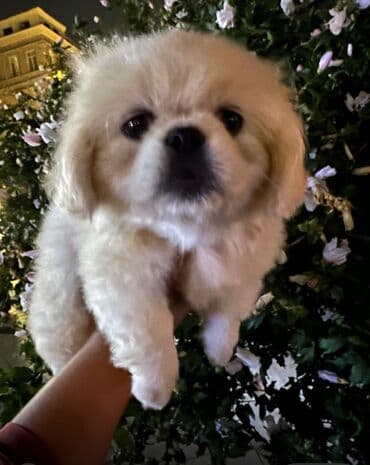 tüklü itlər: Pekines, 2 ay, Erkek — 2