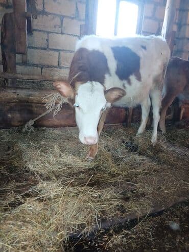 tap az ev heyvanlari: Cins heyvandı.Yanında balası ilə və qarnında 6 aylıq balası ilə — 7