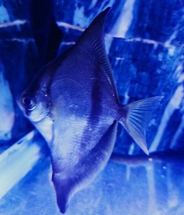 ev balığı: Salam MONO balığı həm okian həmdə şirin suda saxlamaq olar 13_14 sm — 2