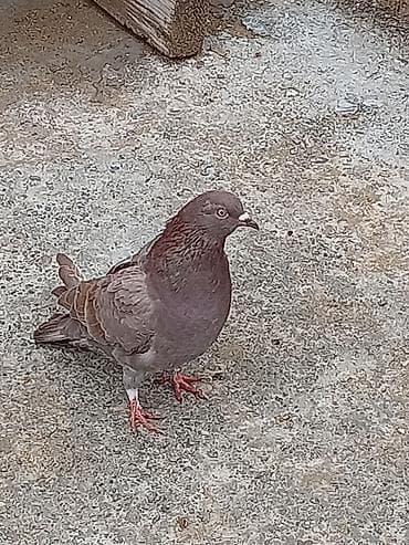 goyercin: Qab-qara-qəhvəyi rəng çaları olan ev göyərçini. Bədənində tünd — 3