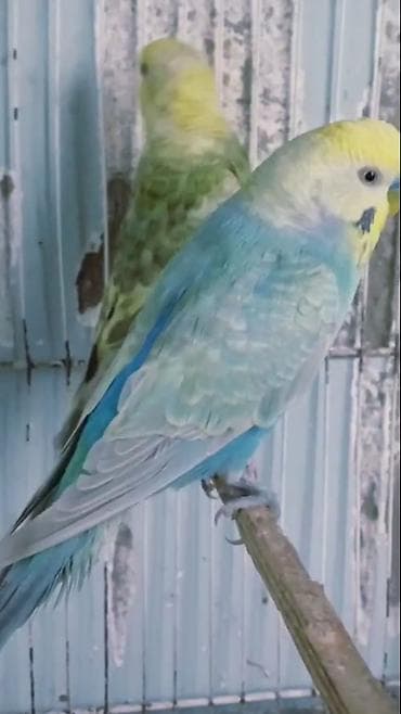 kanareyka satiram: Rainbow erkey satilir, Bala verib, mayasi olmadiqi ücün satilir — 1