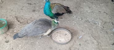 etibarlı əllərə it verilir: Məhsul: Tovuz quşu cütü Təsvir: - Şəkillərdə parlaq yaşıl–mavi — 1