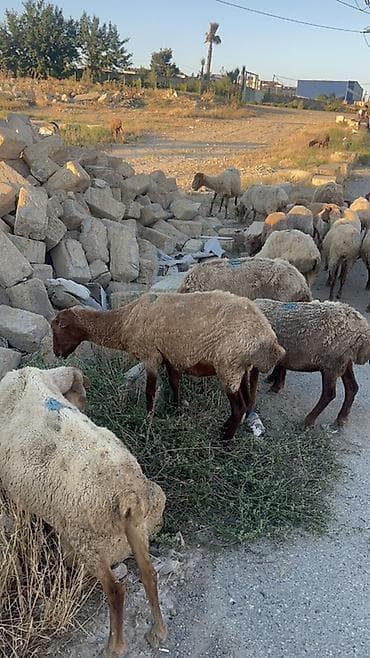 heyvan yemi: Dişi, il: 1, Damazlıq — 10