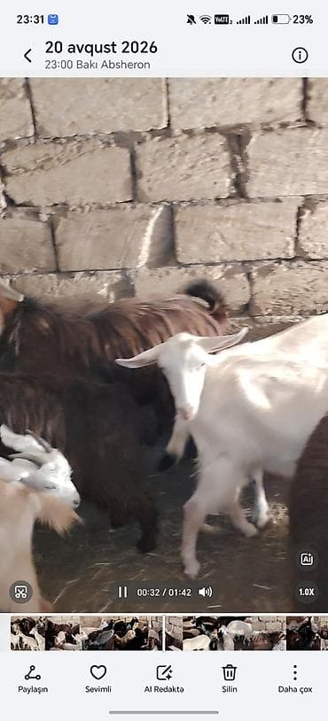 keci sanen: 14 baş keci hamsı 2 1 qarın coxsu bogazdı — 1