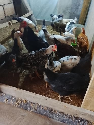 Yemlər: Toyuq, Ətlik — 5