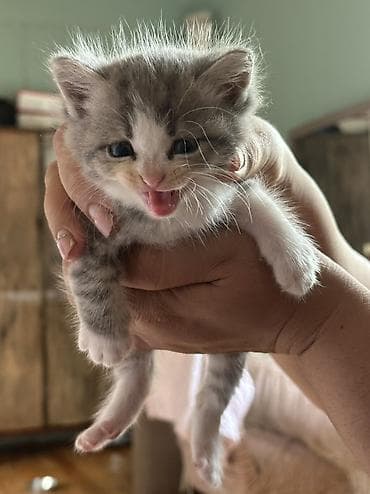 pişik evi: Şinşilla, Yaxşı əllərə — 7