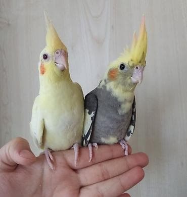 ✨ Çil-çil sarı-qara hazır elquşları satışda! 🐦✨ Unikal qarışıq rəngli