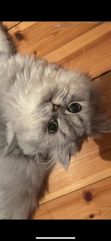 pisik gence: Şinşilla — 2