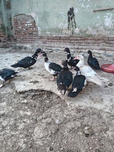 Satılır 20 azn — 1