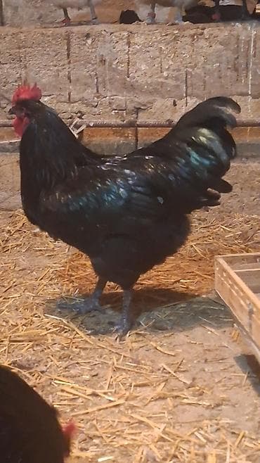 2 ayliq cuceler: Avstalorp Cinsi xoruz – tam qara — 6