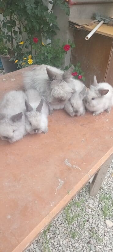 dovşan qefesi: Dovşanlar — 8