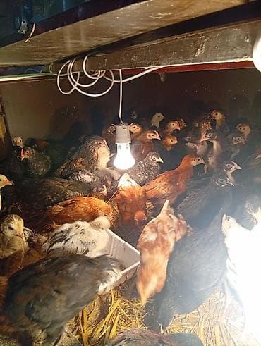 saman baki: Toyuq cücələri, Ətlik — 1