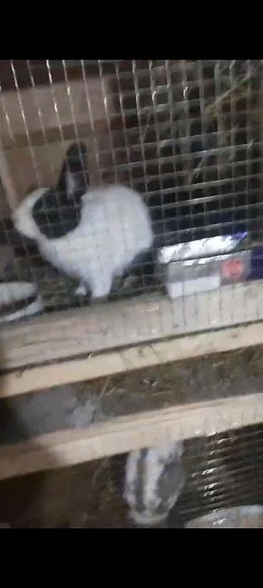 dovsan satisi: Məhsul: Dovşanlar (bir neçə fərqli rəng və ölçüdə) 32 ədəd dovşan — 10