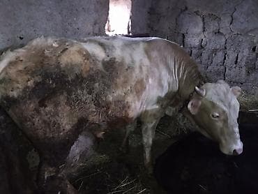 inek yemleri: Salam olsun hər kəsə dana sort dana dı tövlə şəraitində saxlanılıb yem — 5