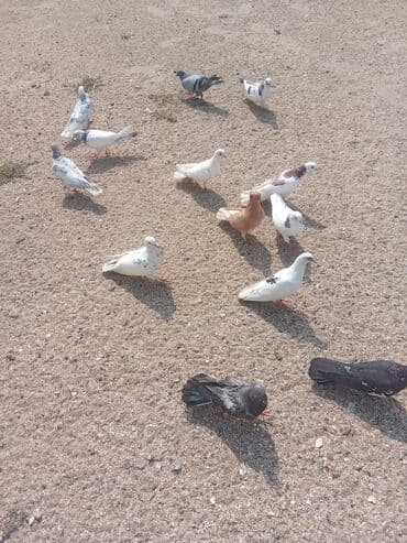 heyvanlara verilen xususi adlar: Saglam heyvanlardır tutulmalardi — 3