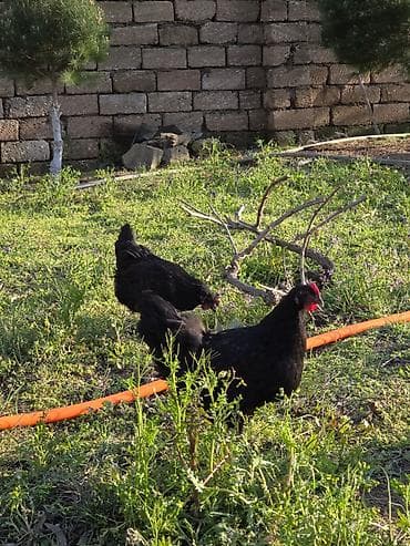 cuce satisi: Temiz qan Australorp cuceleri .3-gunluk 3 manat,20 gunluk -5manat — 2