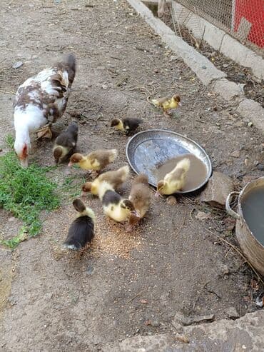 itlerin pulsuz verilmesi: Dişi, | Lal ördək, Ətlik — 2