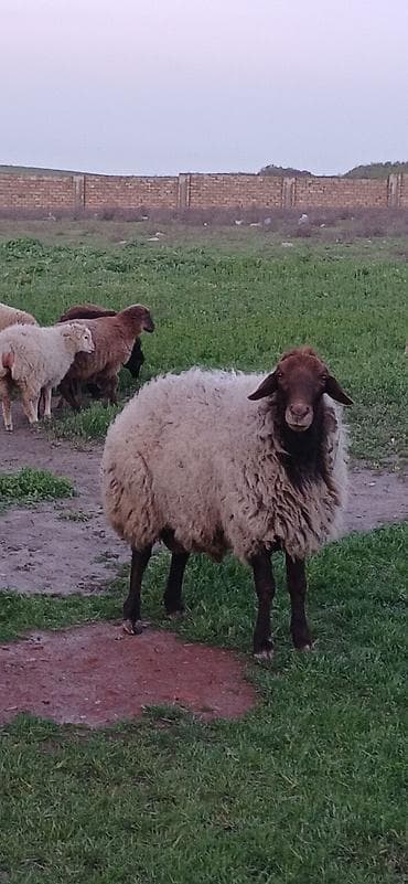 cins qoyunlar: Erkək, il: 3, Damazlıq — 5