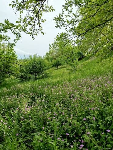3 комнатная квартира: 24 sot, Tikinti, Mülkiyyətçi, Kupça (Çıxarış) — 5