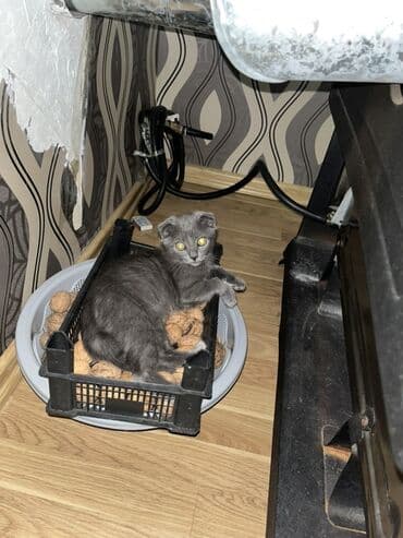 İtlər: Şotland yastı qulaq, Erkək, Ünvandan götürmə — 4