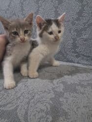 britain pişiyi: Bala pişiklər satlır ikisi 40 M anat — 4