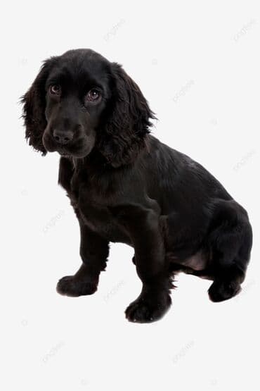 Quşlar: Koker spaniyel, 6 ay, Dişi, Ünvandan götürmə — 1