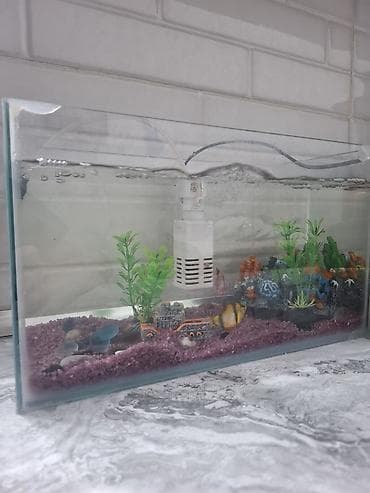 akvarium balaca: Şüşə akvarium dəsti - Şəffaf şüşədən akvarium (kompakt ölçülü — 2