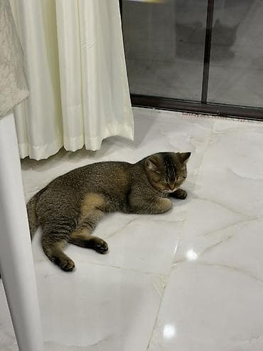 anqor pisik: Tabbi, Dişi, Ünvandan götürmə, Ödənişli çatdırılma — 3