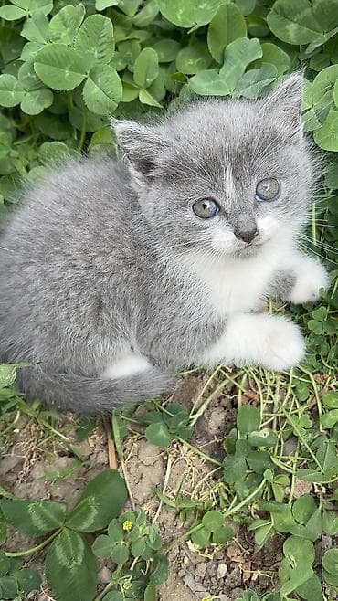 ev sicani: 🐾 Salam dostlar! Balaca, şirin pişik balalarını pulsuz olaraq — 5