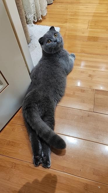 Chery: Шотландская, Самец — 3