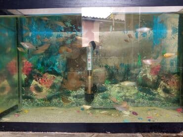 pitbull satılır: Molinezi — 3