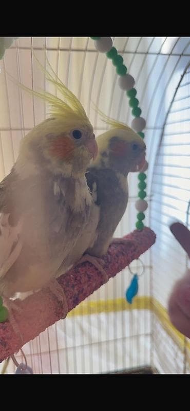 Növ: Nimfa (Cockatiel) cütü Təsvir: - Şəfalı sarı çələngli