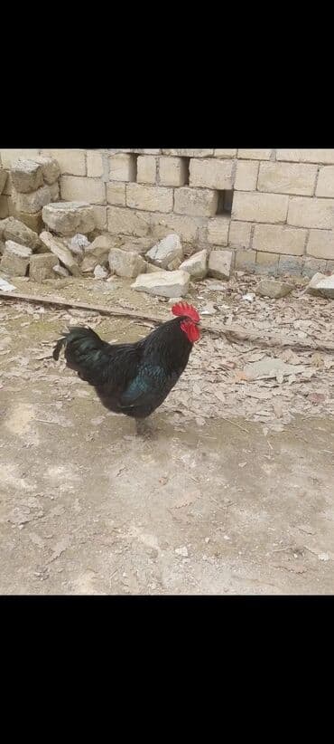 пудель карликовый цена: Курица, Australop, Для разведения, Самовывоз — 4