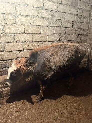 inək öd daşı: Məhsul: Dana (mal-qara) Təsvir: - Şəkillərdə müxtəlif rəng damarlı — 3