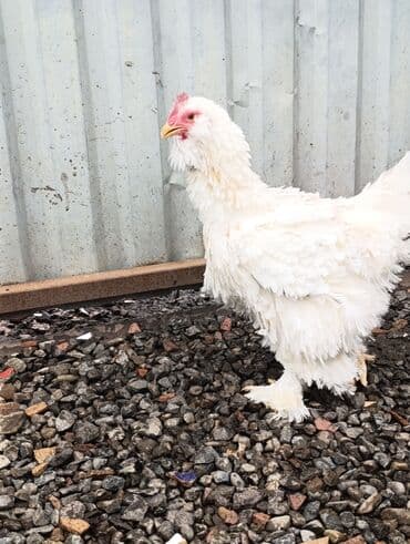 arpa bugda: Toyuq, Brama, Damazlıq — 5