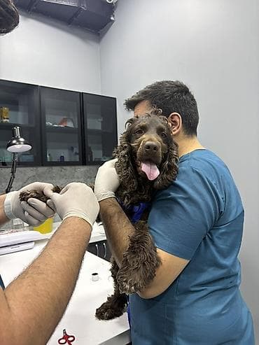 xaski it sekilleri: Koker spaniyel, 4 il, Erkek, Cütləşmə üçün, Ünvandan götürmə — 4
