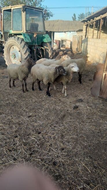 inek adlari azerbaycan: Məhsul: Qoyunlar (kiçik sürü) Təsvir: - Şəkillərdə 6 baş qoyun — 5