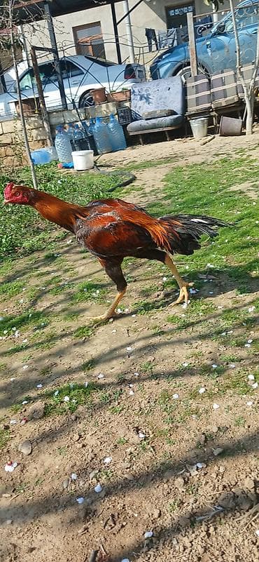 Cins: Uzunboynuzlu, döyüş tipli toyuq (qırmızı-qara rəng çalarları) lalafo.az -da Cins: Uzunboynuzlu, döyüş tipli toyuq (qırmızı-qara rəng çalarları)