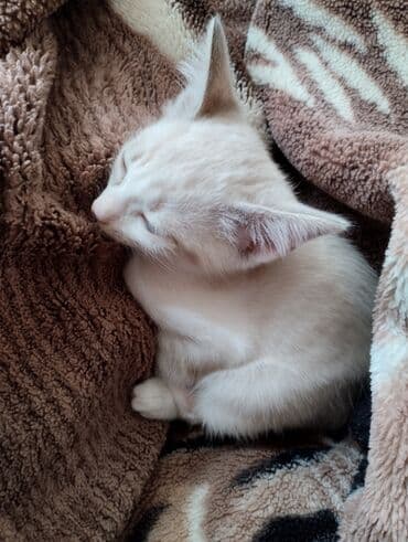 британские котята купить: В добрые руки — 2