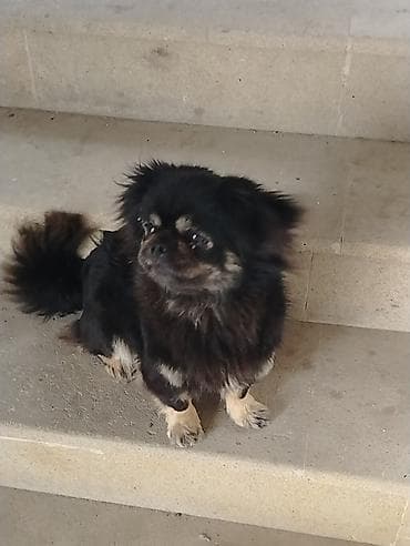 zvanok itləri: Pekines, 1 il, Dişi, Peyvəndli — 3