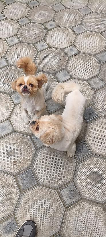 tap az toyuq: Pekines — 2